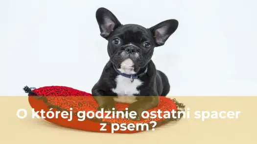 O której ostatni spacer z psem? Spokojna noc gwarantowana!