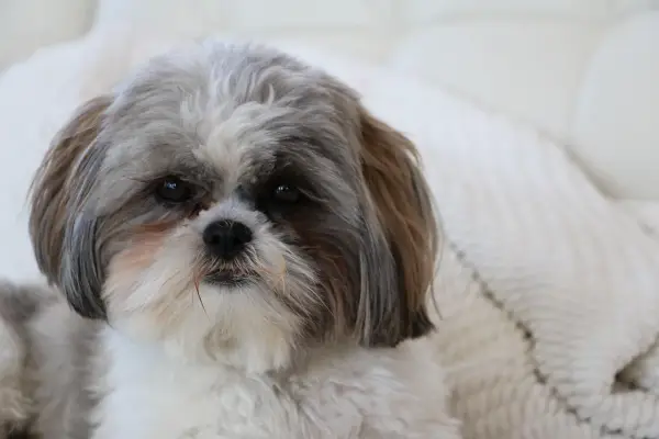 Ile powinien ważyć Twój Shih Tzu? Sprawdź normy i porady