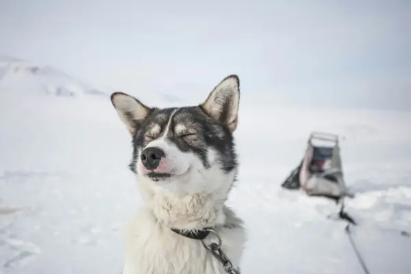 Cena Husky'ego w 2026? Sprawdź wszystkie koszty!
