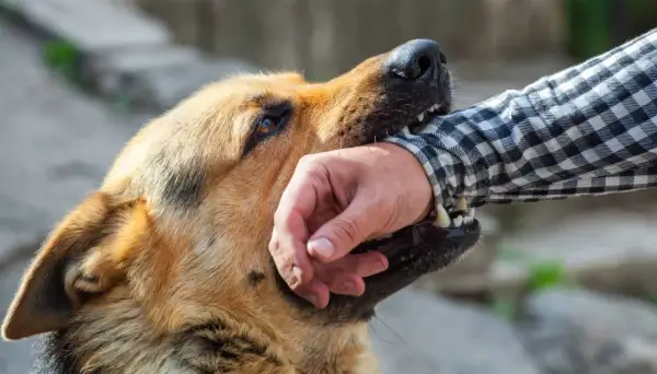 Pies pogryzł psa: Konsekwencje i jak się chronić?