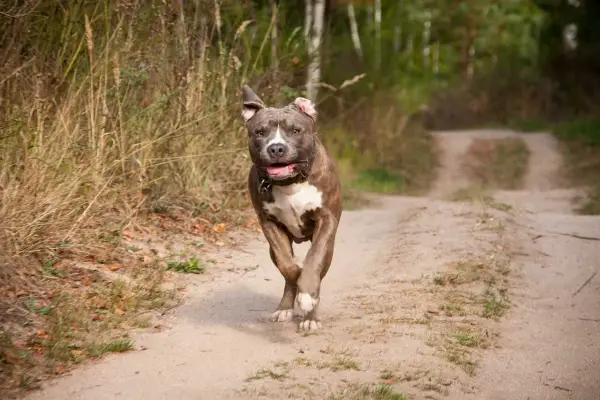 Ile żyje amstaff? Poznaj sekrety długowieczności psa