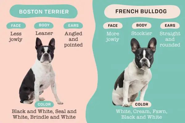 Boston Terrier vs Buldog Francuski: Którego wybrać?