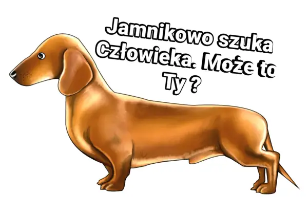 Jak oddać jamnika w dobre ręce? Praktyczny poradnik