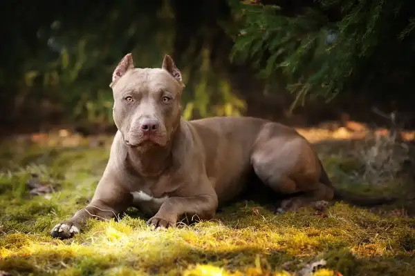 Ile waży pitbull? Poznaj idealną wagę i sylwetkę psa