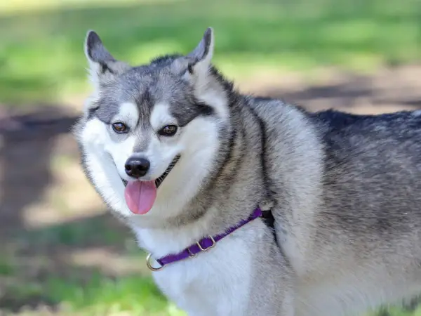 Alaskan Klee Kai: Mały Husky? Wszystko o rasie [Polska]
