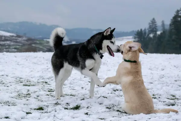 Malamute vs Husky: Kluczowe różnice, które musisz znać przed wyborem