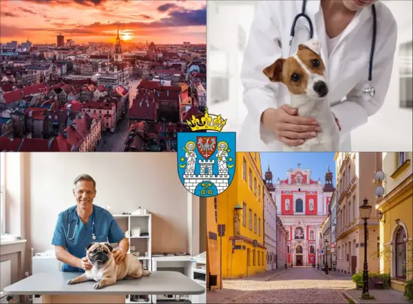 Ile kosztuje USG psa? Ceny, czynniki, przygotowanie - poznaj fakty