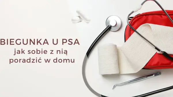 Pies ma biegunkę? Sprawdź, co podać i kiedy do weterynarza
