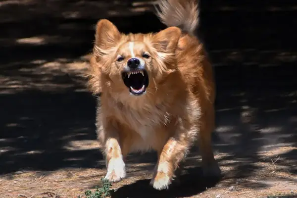 Golden Retriever agresywny? Przyczyny, sygnały i jak pomóc psu