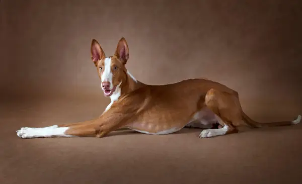Podenco z Ibizy: Jak wybrać hodowlę i szczeniaka w Polsce?