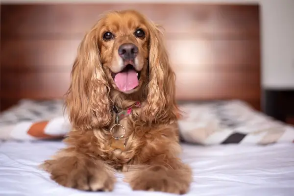 Cocker Spaniel Angielski: Jaka jest idealna waga? Poradnik