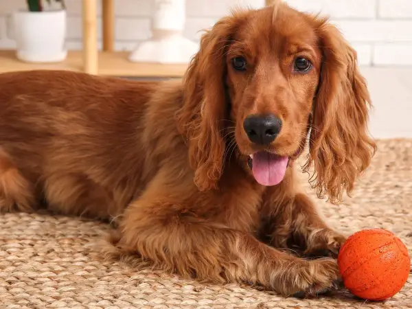 Cocker spaniel: włosy czy sierść? Poznaj prawdę i sekrety pielęgnacji