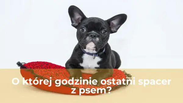 O której ostatni spacer z psem? Spokojna noc gwarantowana!