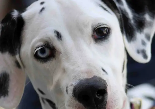 Heterochromia u psa: czy różnokolorowe oczy to problem?