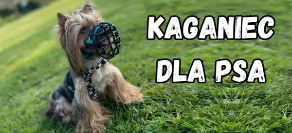 Kaganiec dla boksera: Jaki wybrać? Poradnik krok po kroku