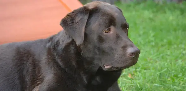 Labrador agresywny? Prawda o temperamencie i wychowaniu psa
