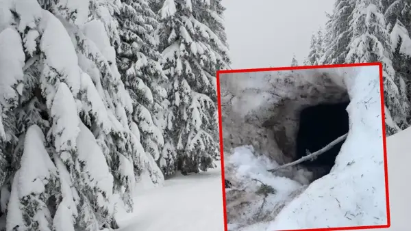 Gdzie niedźwiedzie śpią zimą? Tajemnice gawry i snu zimowego