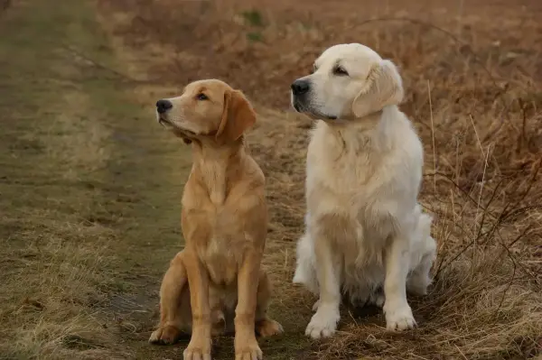 Golden vs Labrador: Którego psa wybrać? Porównanie ras