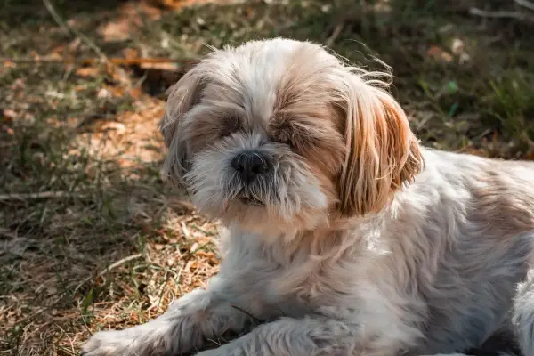 Prawidłowa waga Shih Tzu: ile powinien ważyć Twój pies?