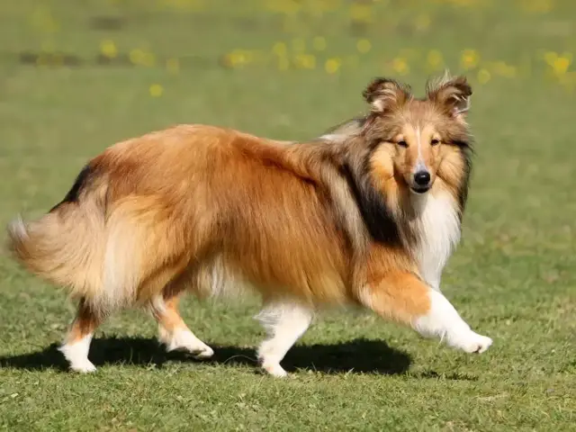 Piękny owczarek collie krótkowłosy biegnie po zielonej trawie, jego sierść mieni się w słońcu.