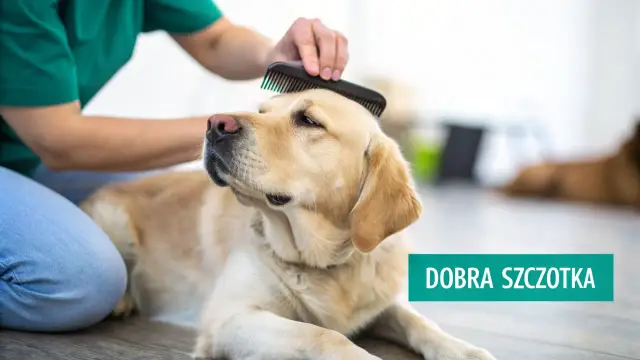 Labrador zrelaksowany podczas czesania. Dobra szczotka to klucz do lśniącej sierści.