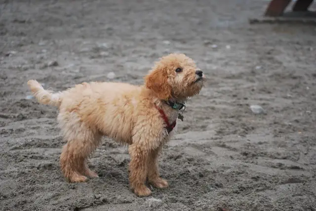 Puszysty szczeniak, uroczy golden retriever mieszaniec, stoi na piaszczystej plaży, z zaciekawieniem patrząc w dal.