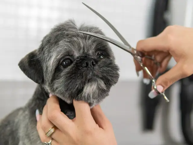 Uroczy shih tzu po fryzjerze, z czułością przycinany przez groomera.