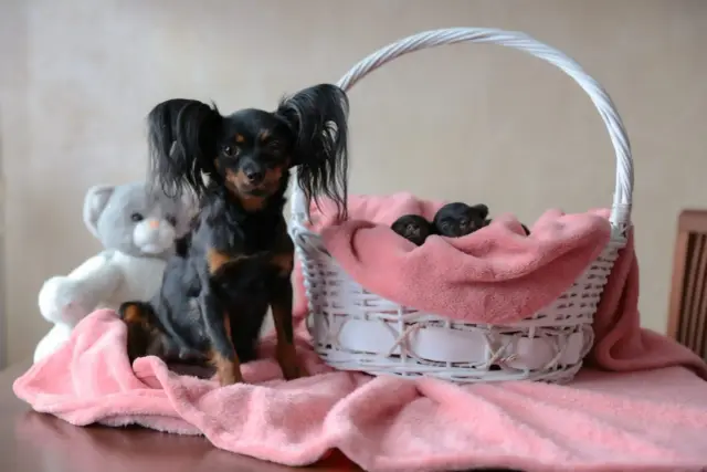 Rosyjski Toy oddam: Bezpieczna adopcja i gdzie szukać?
