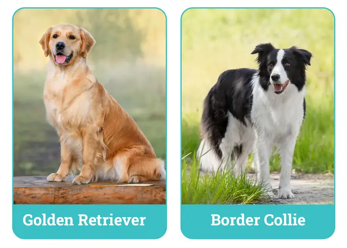 Border Collie vs Golden Retriever: Którego psa wybrać?