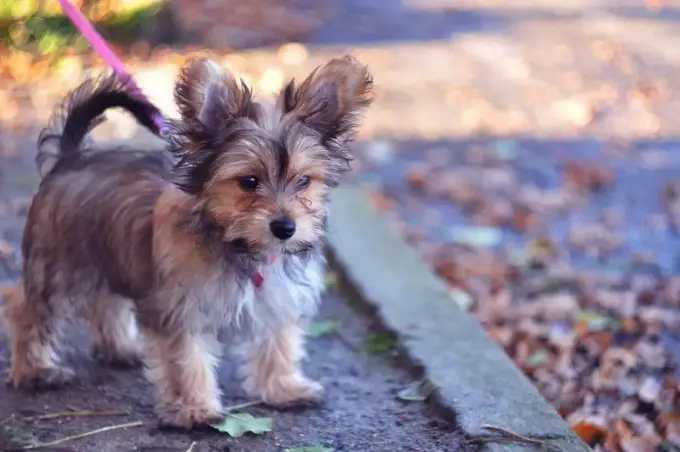 Chorkie: Wszystko o mieszańcu Yorka i Chihuahua (Wygląd, Charakter, Cena)