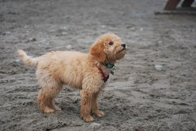 Mieszaniec Golden Retrievera: Co musisz wiedzieć przed adopcją?