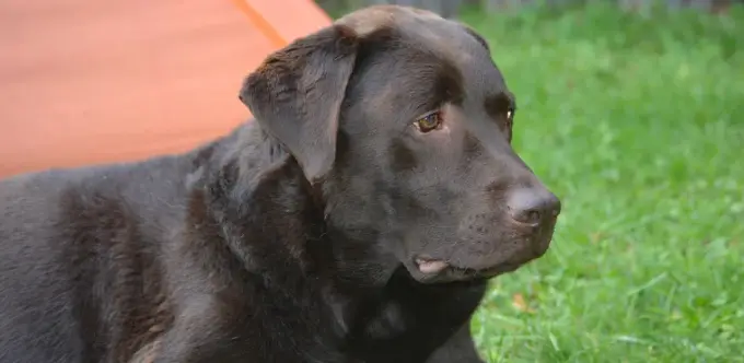 Labrador agresywny? Prawda o temperamencie i wychowaniu psa