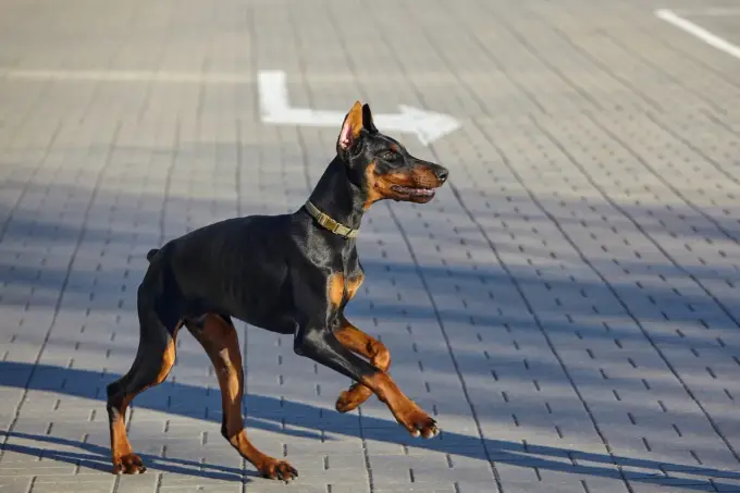 Doberman: Czy kopiowanie uszu jest legalne w Polsce?