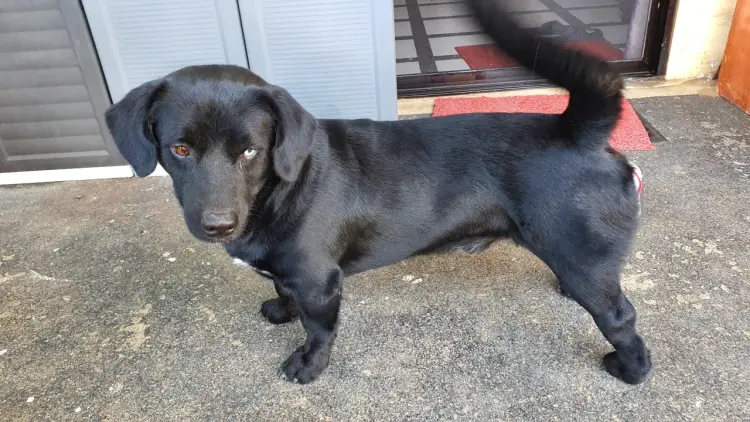 Dachsador: Jaki jest pies z jamnika i labradora? Przewodnik