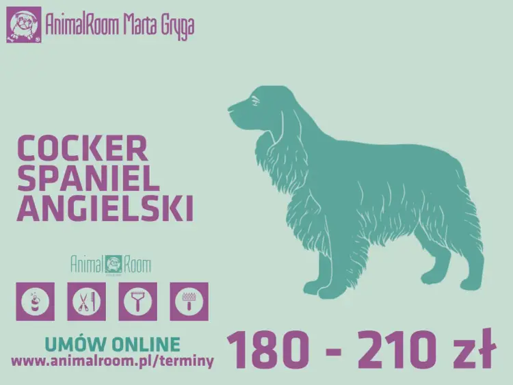 Strzyżenie Cocker Spaniela: Poradnik DIY i Wizyta u Groomera