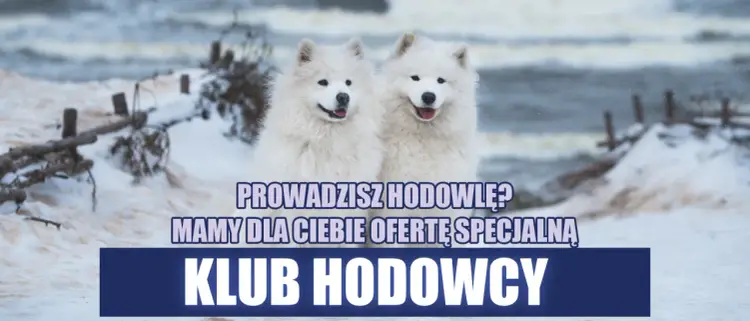 Kluby hodowców: jak znaleźć wsparcie i wiedzę?