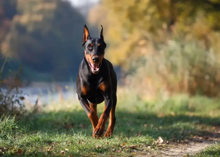 Doberman naturalne uszy: prawo, wzorzec FCI, pielęgnacja i hodowla
